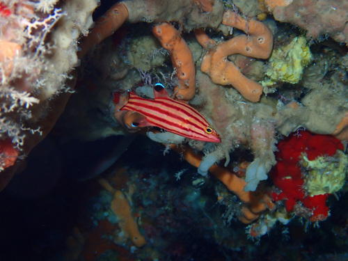 Liopropoma observed 2025-11-21