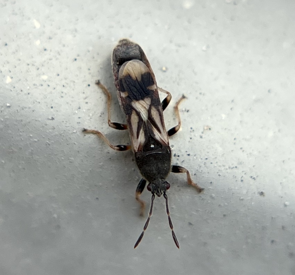 Ischnodemus variegatus