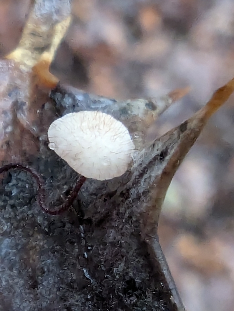 Marasmius hudsonii · November 2025 · photo: © pilmar (iNaturalist, cc0)