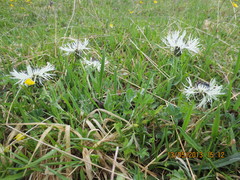 Centaurea cheiranthifolia