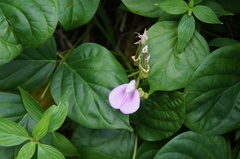 Canavalia cathartica