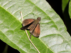 Synapte pecta
