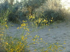 Senna aphylla