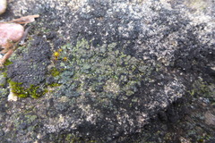 Placidium squamulosum