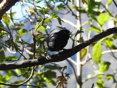 Diglossa lafresnayii