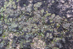 Placidium squamulosum