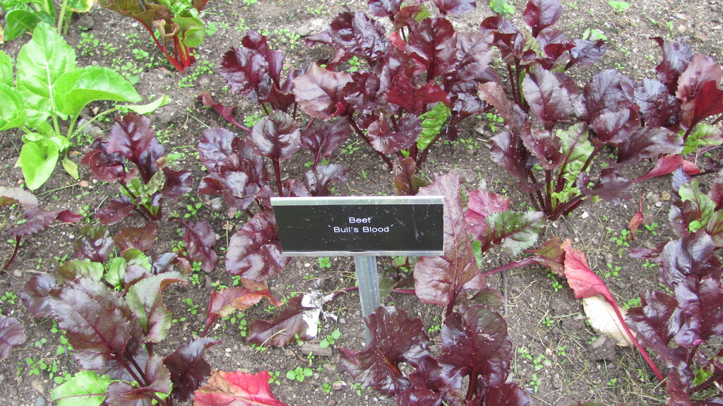 Beetroot roots showing shoulders at the soil surface
