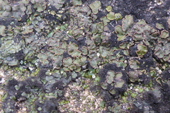 Placidium squamulosum