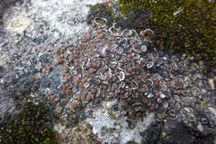 Psora pseudorussellii