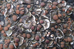 Psora pseudorussellii