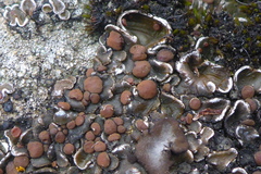 Psora pseudorussellii