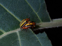 Lema daturaphila