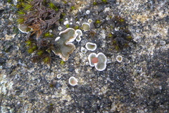 Psora pseudorussellii