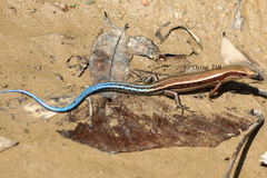 Plestiodon barbouri