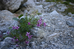 Chamaenerion fleischeri