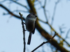 Aegithalos caudatus