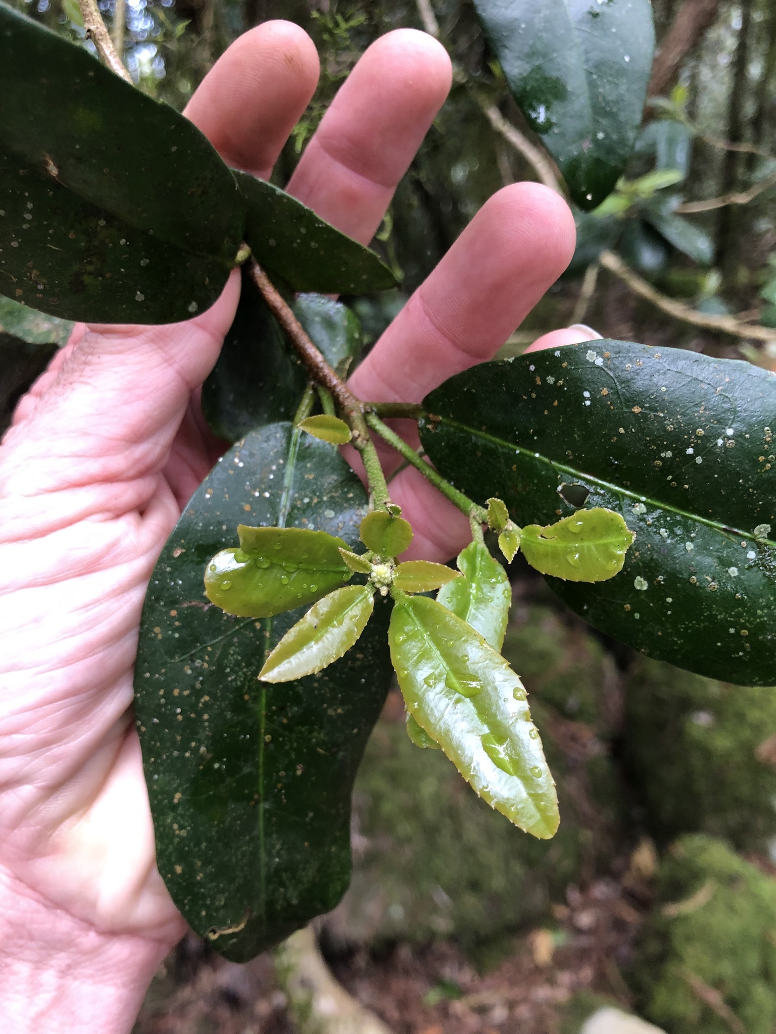 Large Green Leaved Cascarilla (Croton acronychioides)