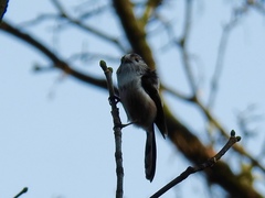 Aegithalos caudatus
