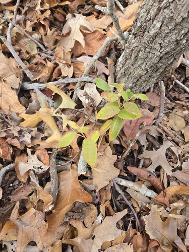 Bosc's Witchgrass (Dichanthelium boscii)