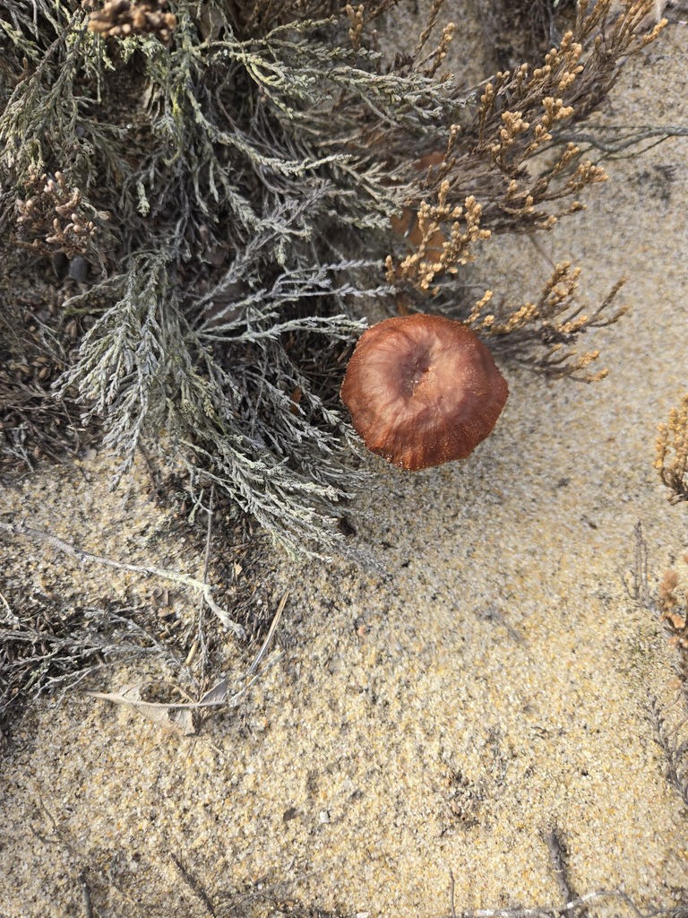 Laccaria trullisata