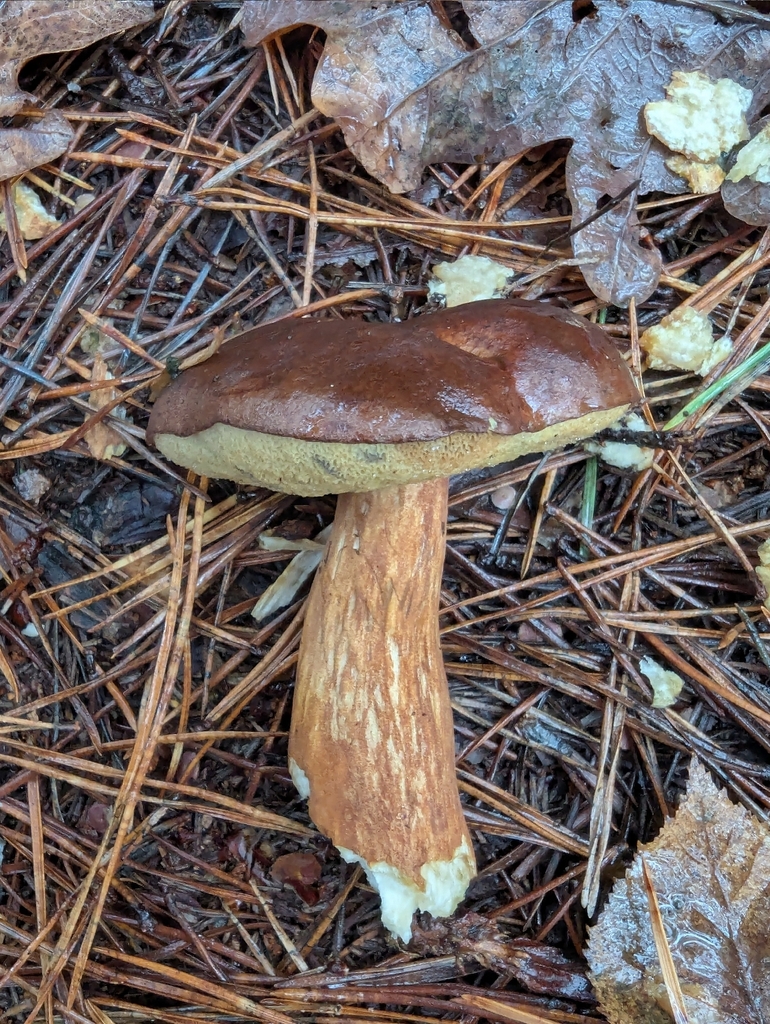 Imleria badia · November 2025 · photo: © pilmar (iNaturalist, cc0)