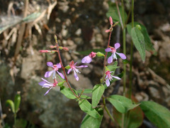 Clarkia unguiculata