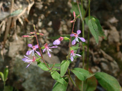 Clarkia unguiculata