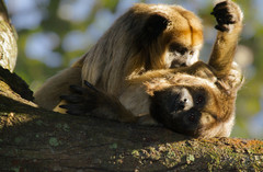 Alouatta caraya