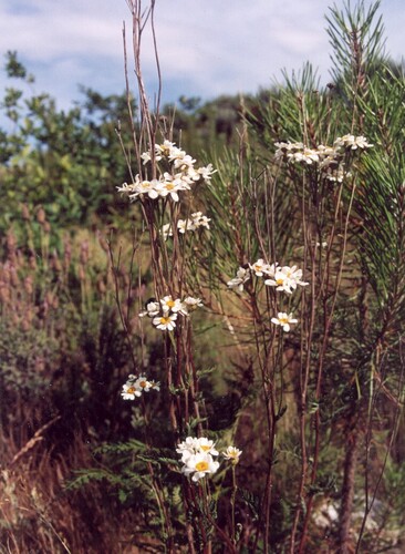 Tanacetum parthenium