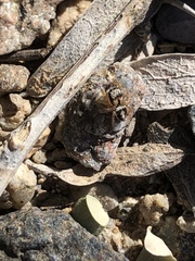 Habronattus icenoglei