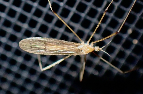 Unknown species found near Juggler Meadow Rd, Leverett, MA, US