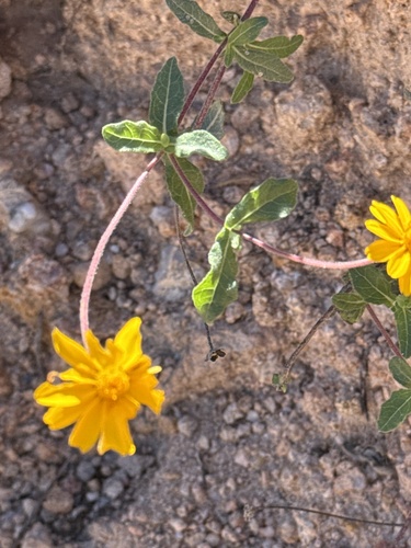 Cape Blackfoot (Melampodium sinuatum)