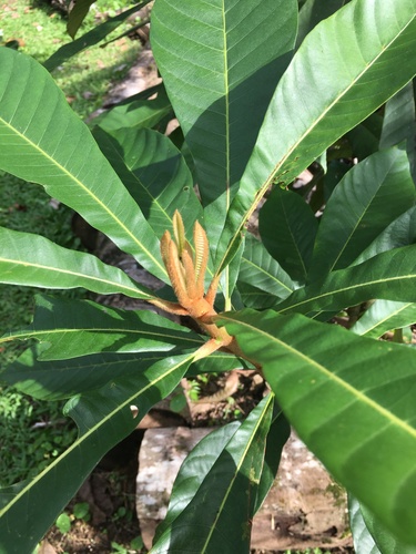 Pouteria sapota - Whole tree
