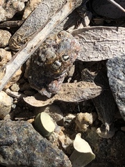 Habronattus icenoglei