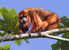 Alouatta guariba