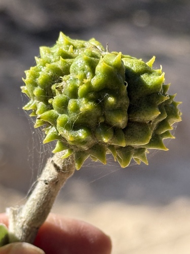 Baja California Jopoy (Esenbeckia flava)