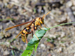 Polistes carnifex carnifex