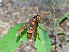 Polistes carnifex carnifex
