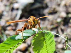 Polistes carnifex carnifex