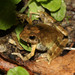 Ryukyu Kajika Frog - Photo (c) Yu Ching Tam, some rights reserved (CC BY-NC-ND), uploaded by Yu Ching Tam