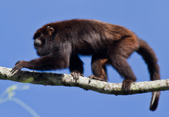Alouatta guariba