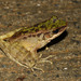 Okinawa Tip-nosed Frog - Photo (c) Yu Ching Tam, some rights reserved (CC BY-NC-ND), uploaded by Yu Ching Tam