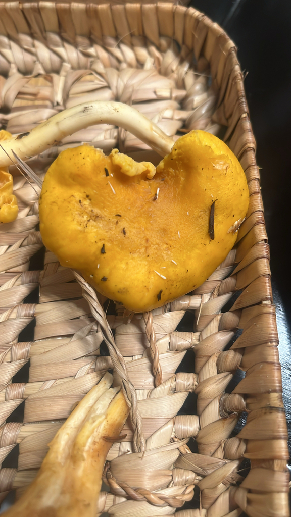 Cantharellus formosus · November 2025 · photo: © lynn112 (iNaturalist, cc-by)