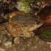 Namie's Frog - Photo (c) Yu Ching Tam, some rights reserved (CC BY-NC-ND)