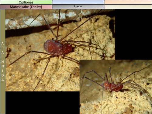 Decarynella gracilipes
