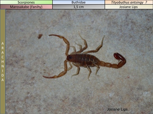 Tityobuthus antsingy