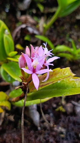 Epidendrum corymbos Ruiz & Pav. 3