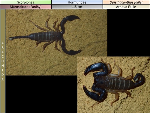 Opisthacanthus faillei