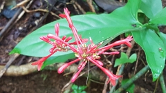Odontonema