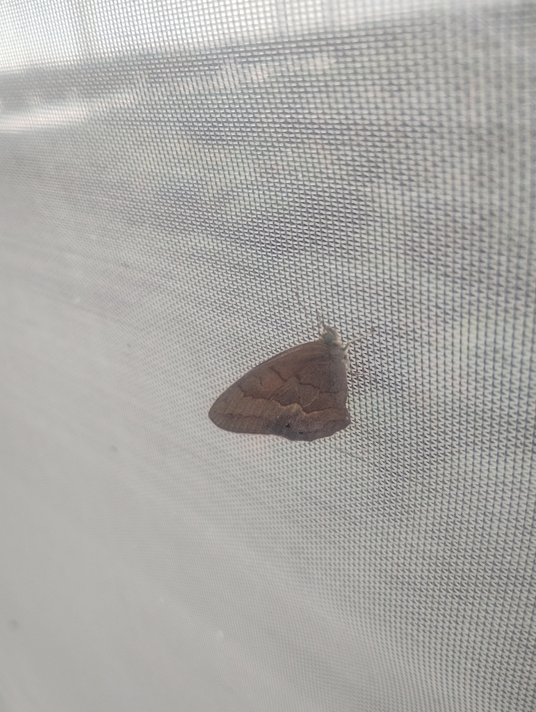 Cyllopsis parvimaculata